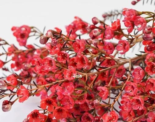 腊梅花红色代表什么花语？红色腊梅花的含义是什么？