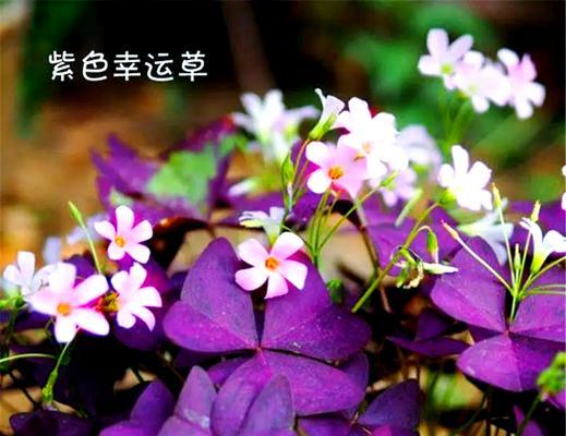 三叶草的寓意和花语是什么？三叶草代表了哪些幸运？
