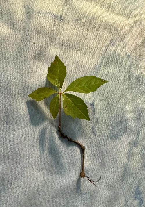 哪种植物象征着不朽？
