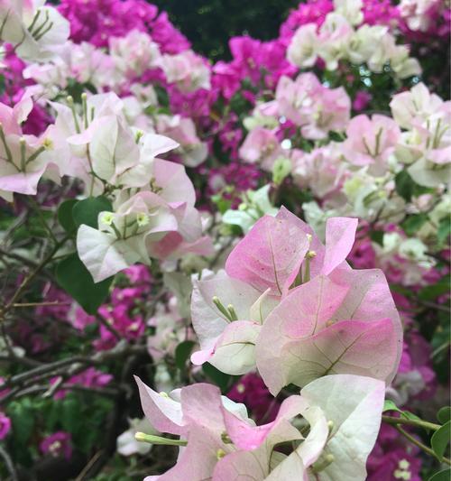 夏季花语与动物有何关联？