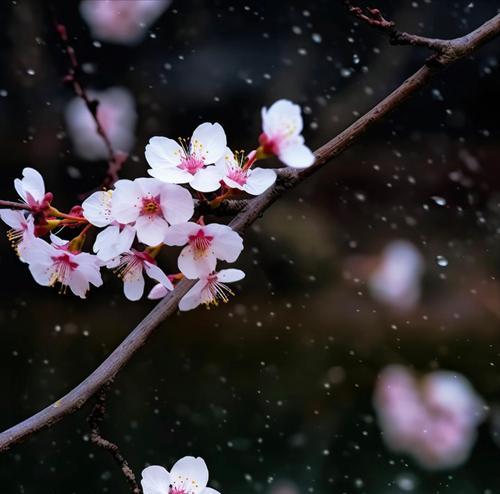 哪种花朵代表释怀以及其花语是什么？