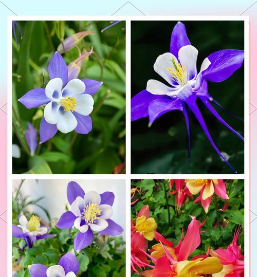 白山菜花语代表了什么？