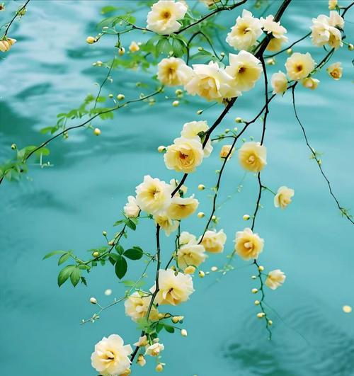 花语芬芳通常用来表达什么？