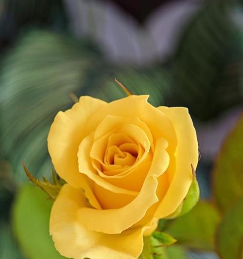 小安送的花代表了什么花语？