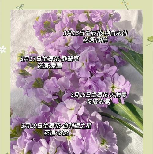 生辰花的花语和寓意通常包含哪些？