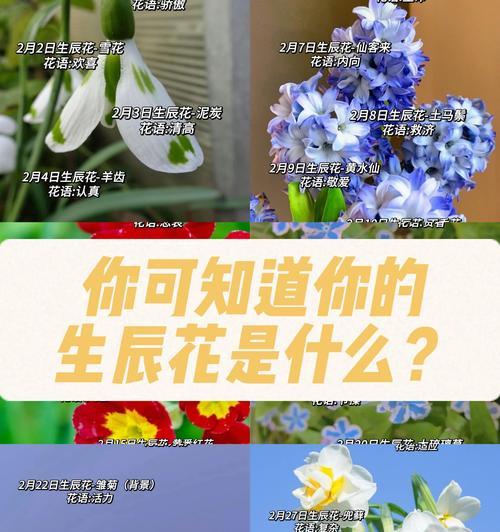 生辰花的花语和寓意通常包含哪些？