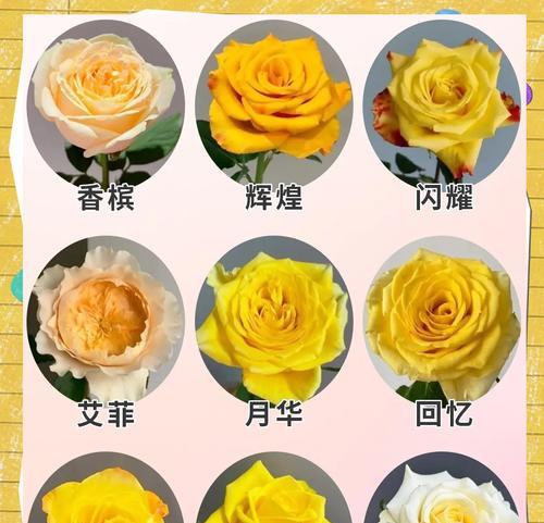 黄玫瑰有哪些花语？分别代表什么意义？
