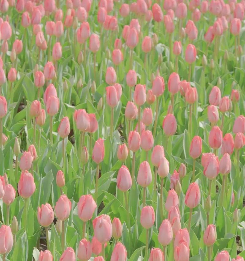 郁金香的花语有哪些？我见过的郁金香又有什么特别含义？