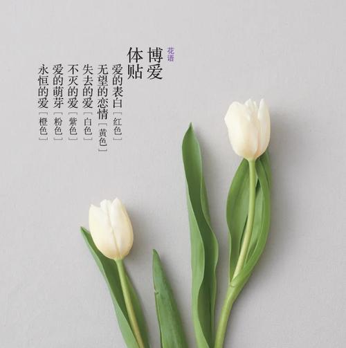 郁金香的花语有哪些？我见过的郁金香又有什么特别含义？