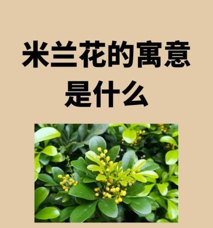 新春拜年时应该选择什么花？它们的花语是什么？