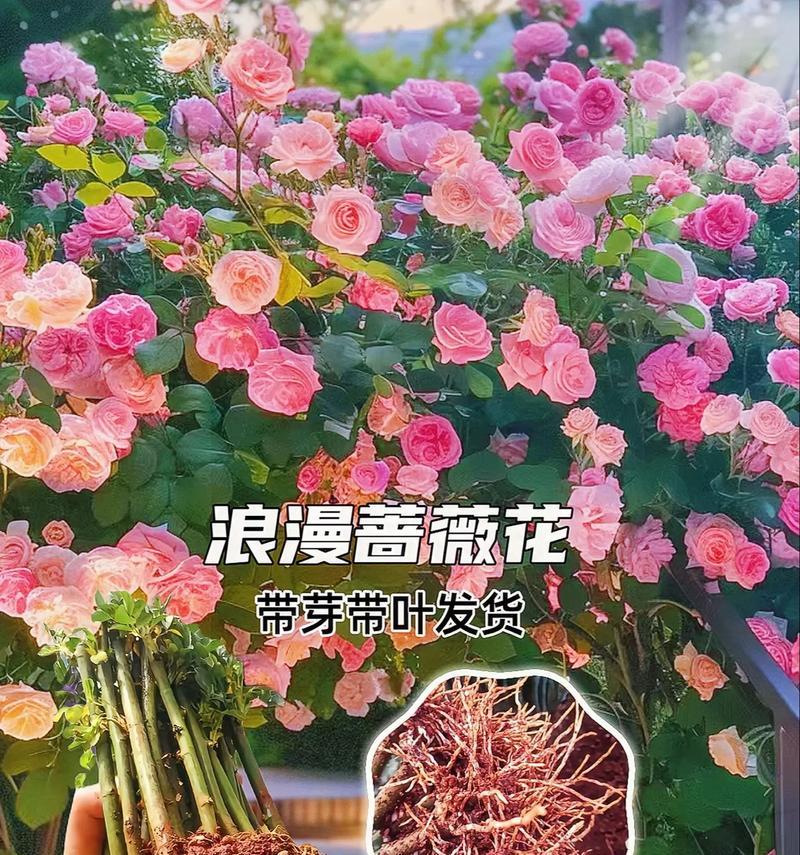 新春拜年时应该选择什么花？它们的花语是什么？