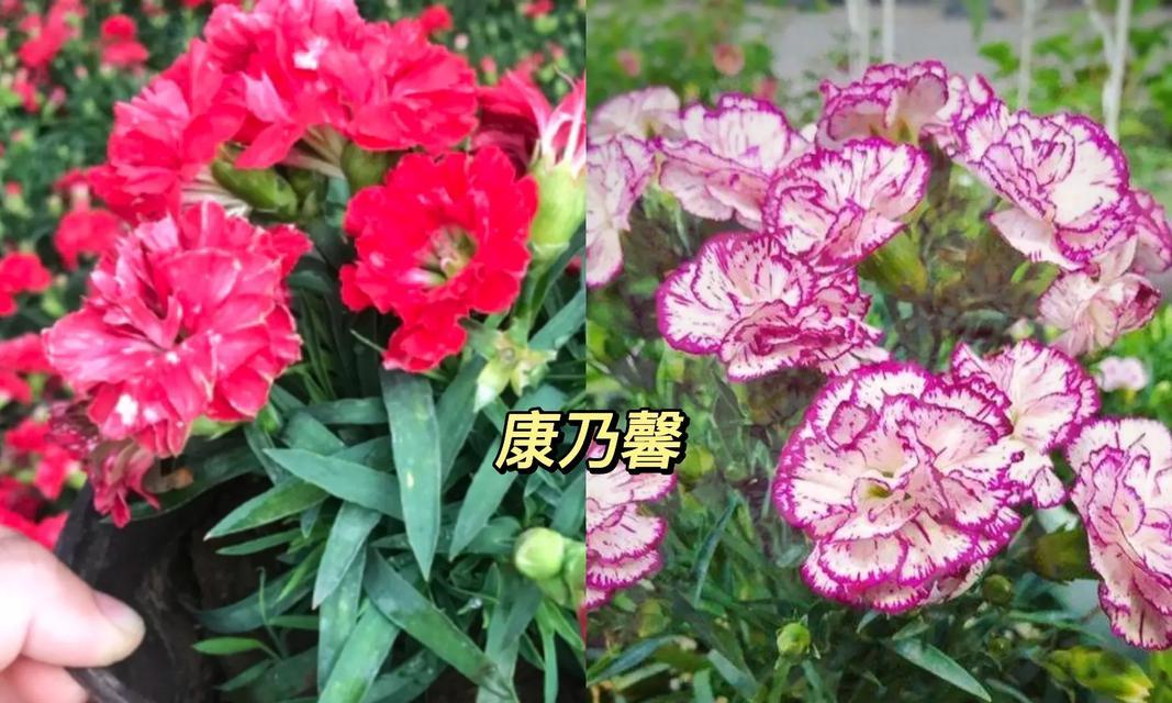 花语中寓意美好幻想的是什么？它有何含义？