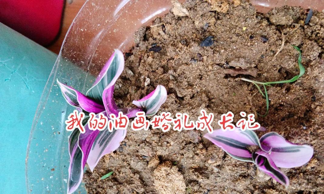 花语中寓意美好幻想的是什么？它有何含义？