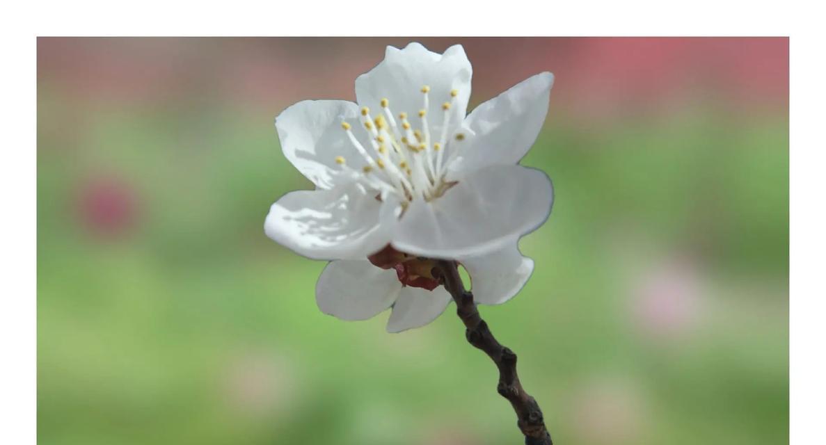 意外和平分手的花语是什么？它有何寓意？