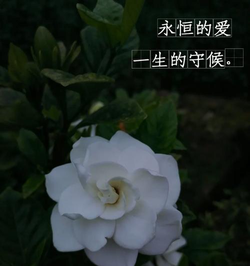 意外和平分手的花语是什么？它有何寓意？