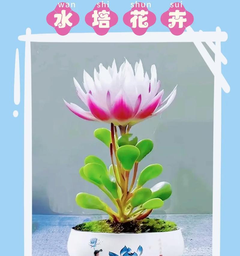 天禧福缘的寓意和花语是什么？天禧福缘的花语有哪些含义？