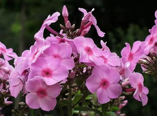 天禧福缘的寓意和花语是什么？天禧福缘的花语有哪些含义？