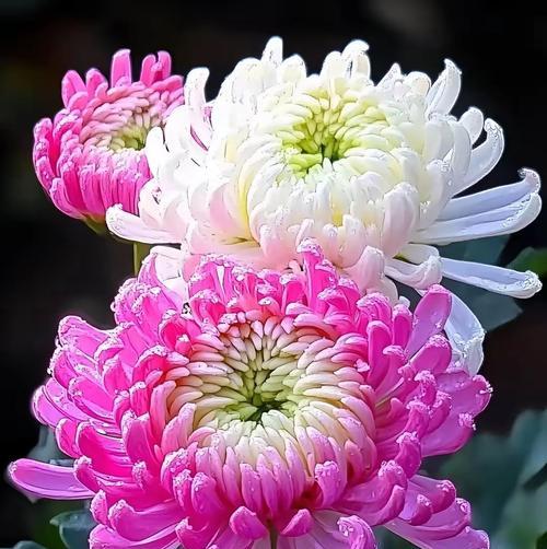 天禧福缘的寓意和花语是什么？天禧福缘的花语有哪些含义？