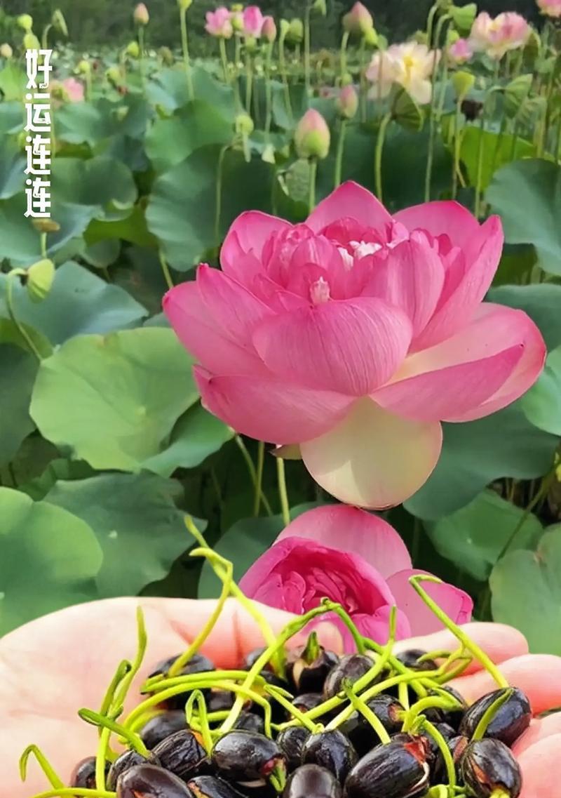 哪种花象征着偏执的爱？