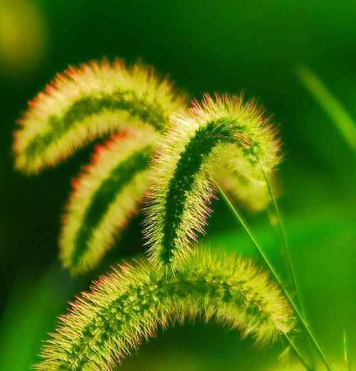 红钱草的花语通常表达什么？