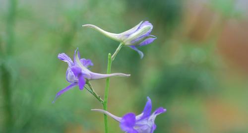 红钱草的花语通常表达什么？