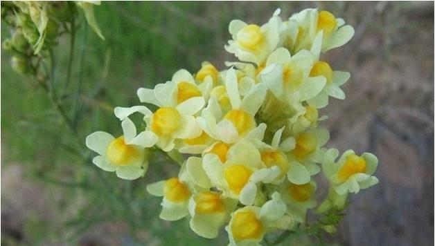 红钱草的花语通常表达什么？