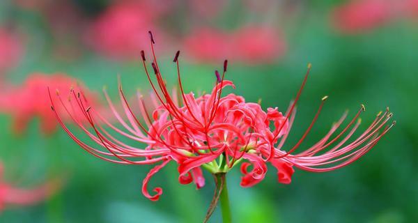 打直球花语代表什么？寓意有何特别之处？