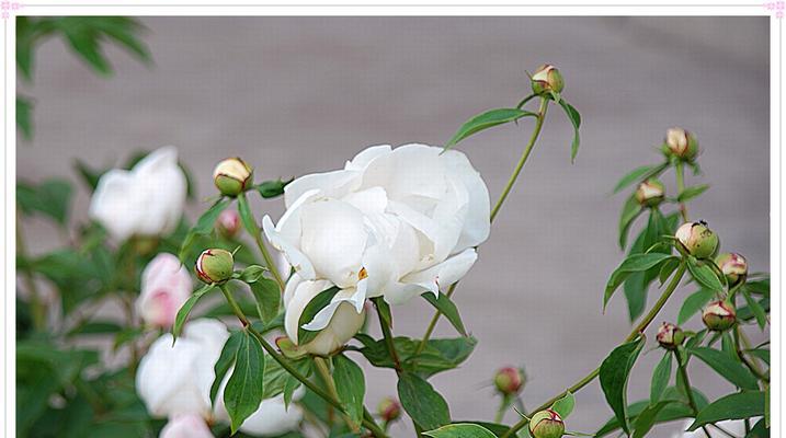 白芍作为中药材的花语是什么？它在传统医学中有何寓意？