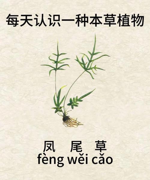 凤尾花的花语有何含义？它象征着什么？