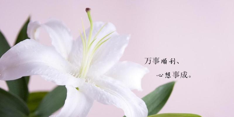 香水白荷的花语含义是什么？香水白荷代表什么花语？