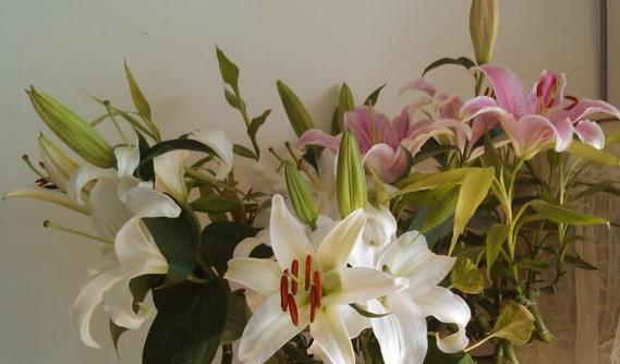 光明正大的爱的花语是什么？