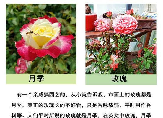 月季加玫瑰代表什么？它们的花语有何特别含义？