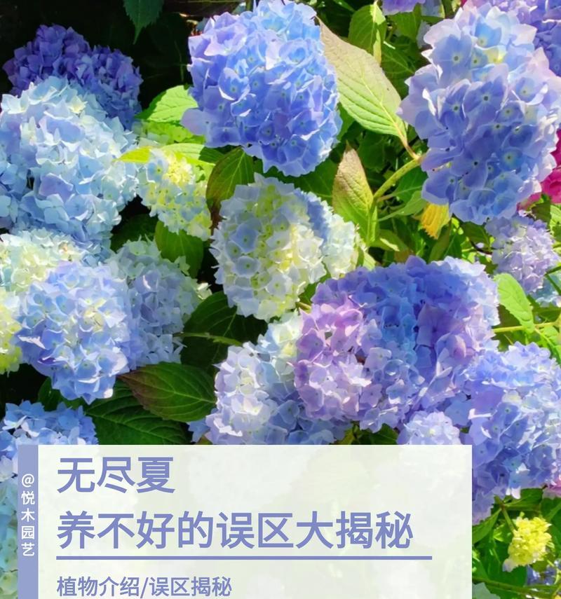 无尽夏的花语你知道吗？含义是什么？