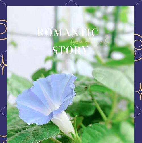 牵牛花在花语表情包中代表什么？
