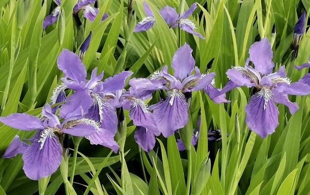 法语鸢尾花的花语与中文有何不同？它在法语文化中代表什么？
