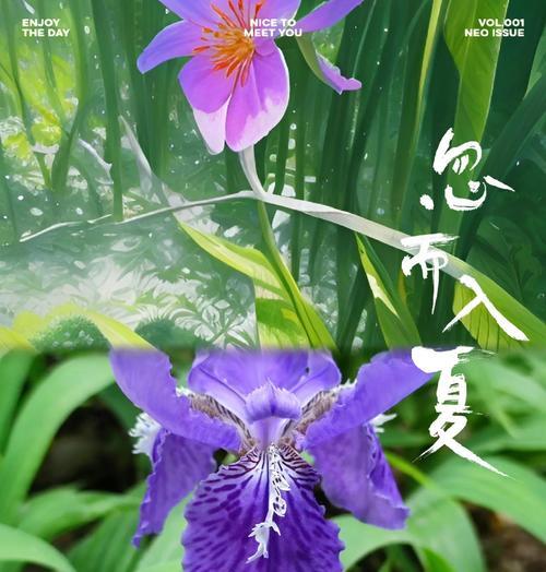法语鸢尾花的花语与中文有何不同？它在法语文化中代表什么？