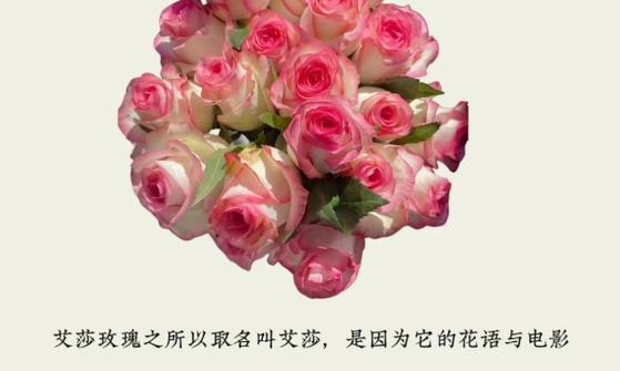 哪种花的花语表达了不在意？