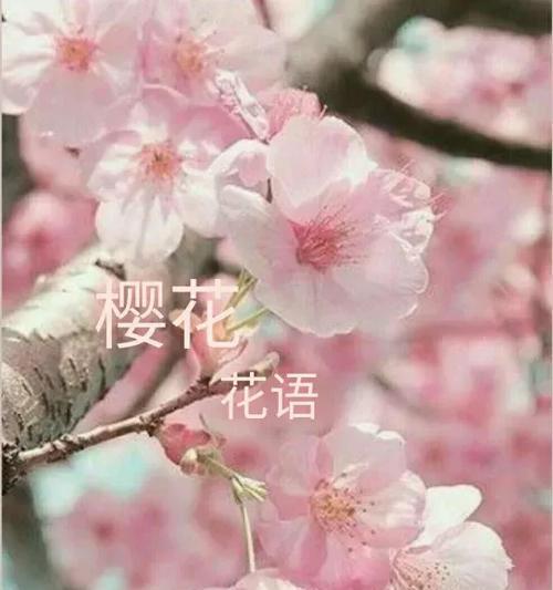 寓意出轨的花语是什么意思？樱花花语是什么寓意呢？