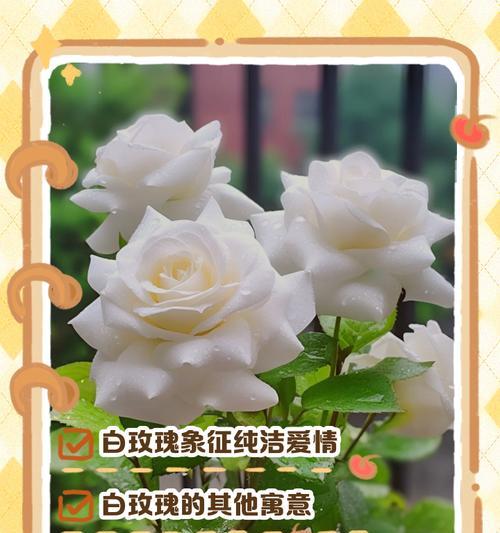 莲花玫瑰的花语是什么呢？莲花玫瑰花语的寓意有哪些？