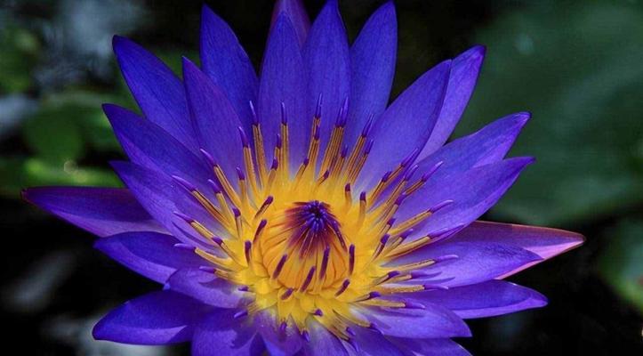莲花玫瑰的花语是什么呢？莲花玫瑰花语的寓意有哪些？