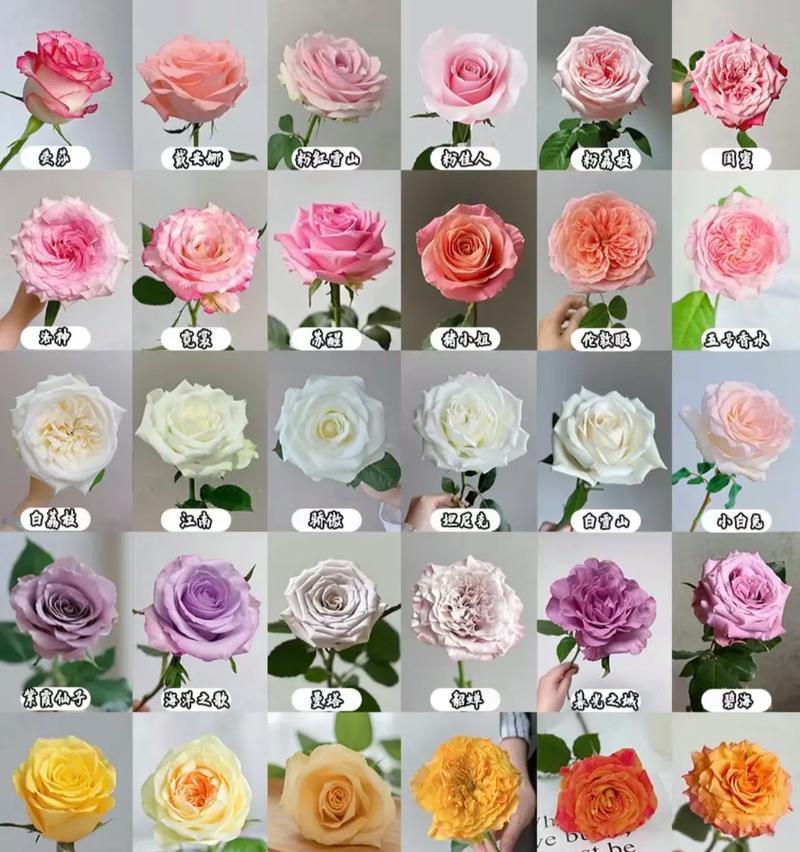 14种玫瑰各自花语有何不同？