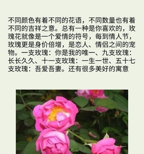 14种玫瑰各自花语有何不同？