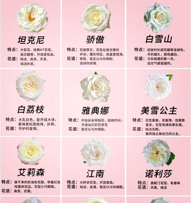14种玫瑰各自花语有何不同？