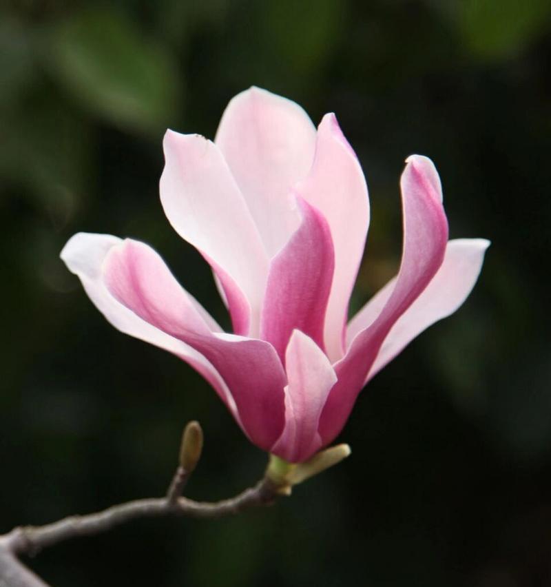 玉兰花语中哪个最为动听？