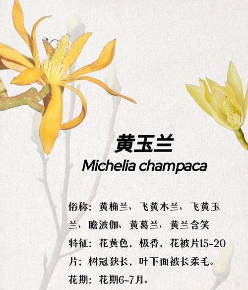 玉兰花语中哪个最为动听？