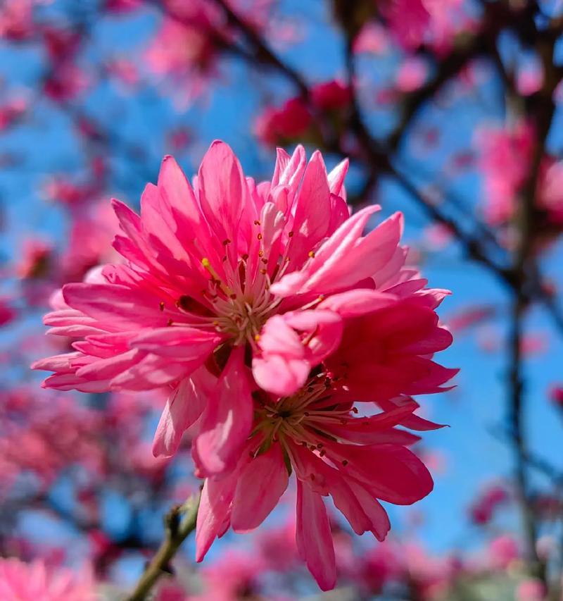 球菊的花语有哪些含义？