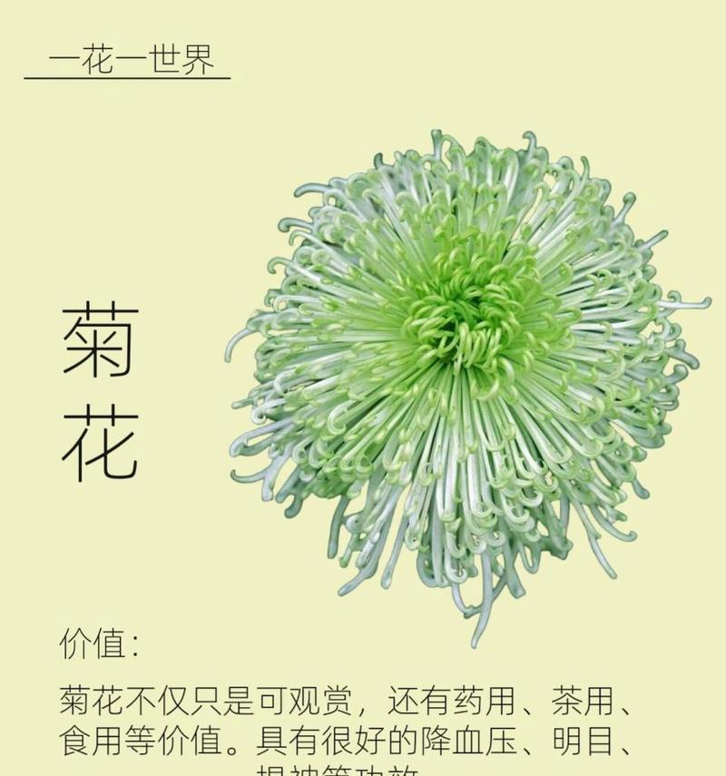 球菊的花语有哪些含义？