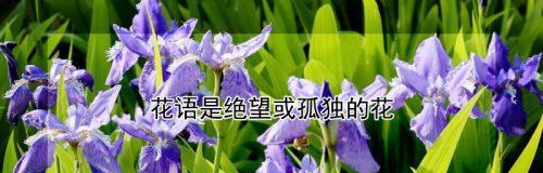 “爱与明天”的花语是什么？它有什么特别含义？