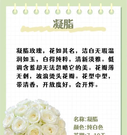 茉莉白玫瑰的寓意是什么？茉莉白玫瑰花语代表什么？
