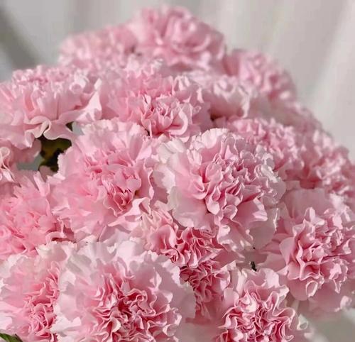 神明聆听的花语对应哪个生肖？花语与生肖有何关联？